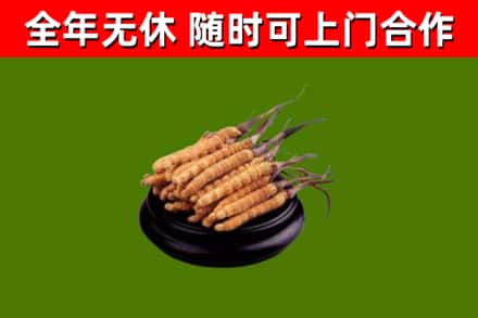 溧水回收散虫草